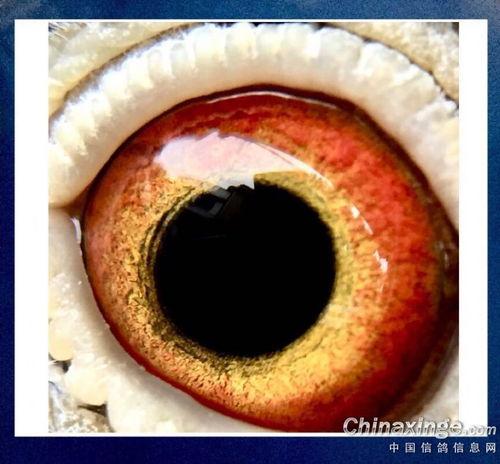 血眼图片,揭秘神秘异象背后的神秘力量